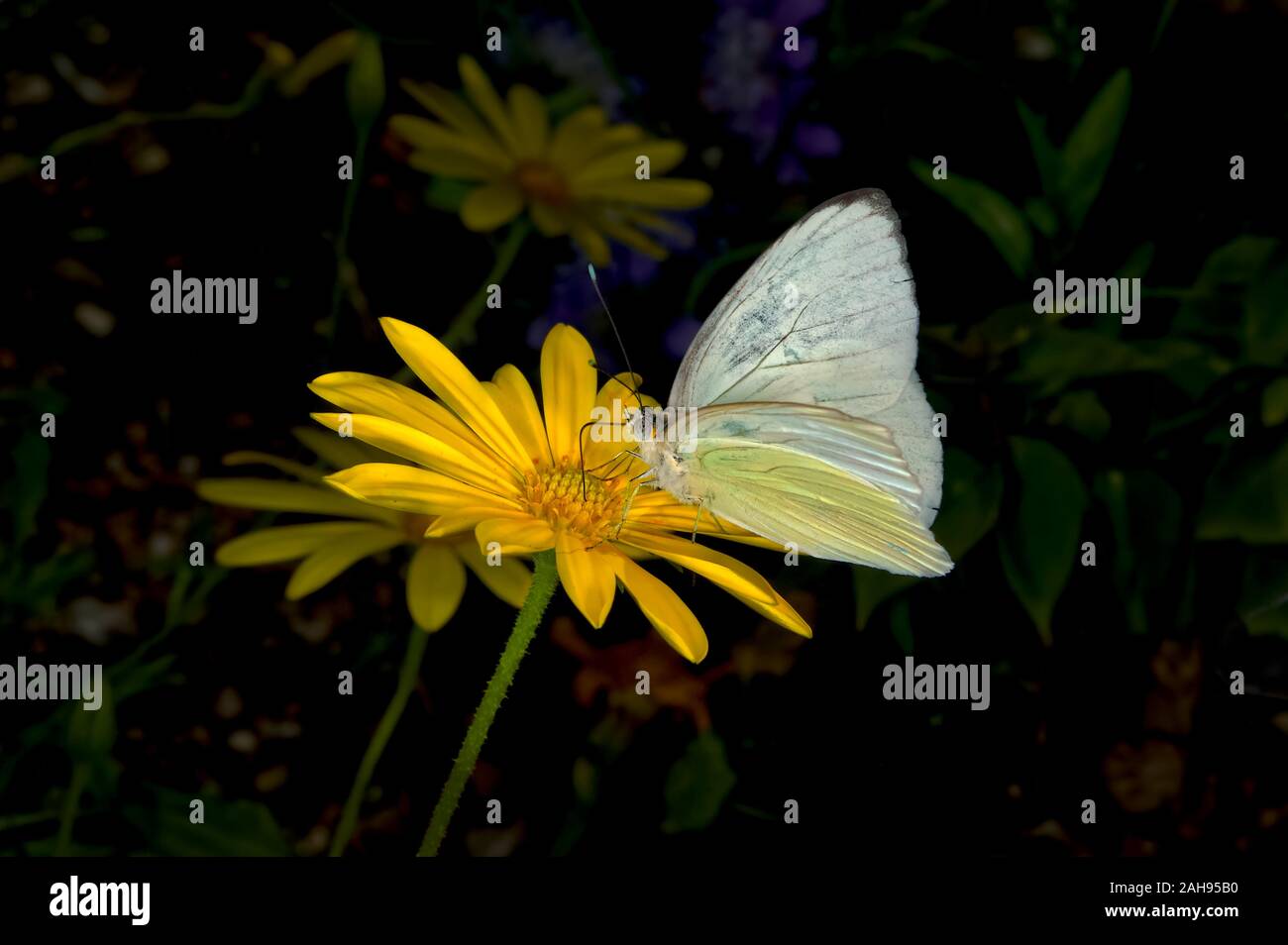 Un papillon connu comme un grand blanc du sud se nourrissent d'une fleur jaune en Arizona. Banque D'Images