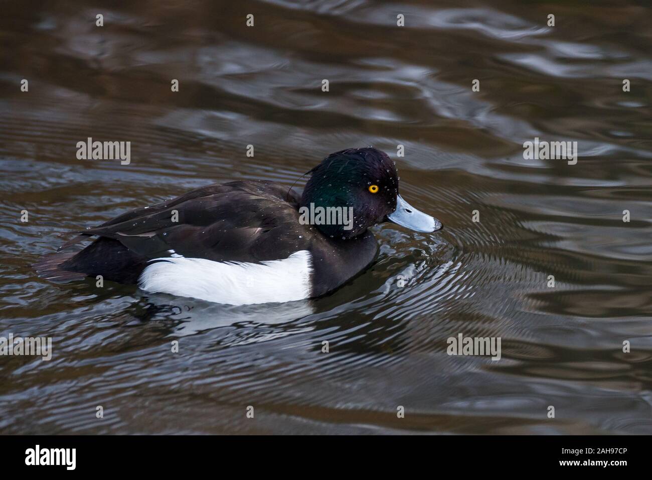 Canard touffeté mâle (Aythya fuligula) sur un lac dans un parc de Kanagawa, au Japon Banque D'Images