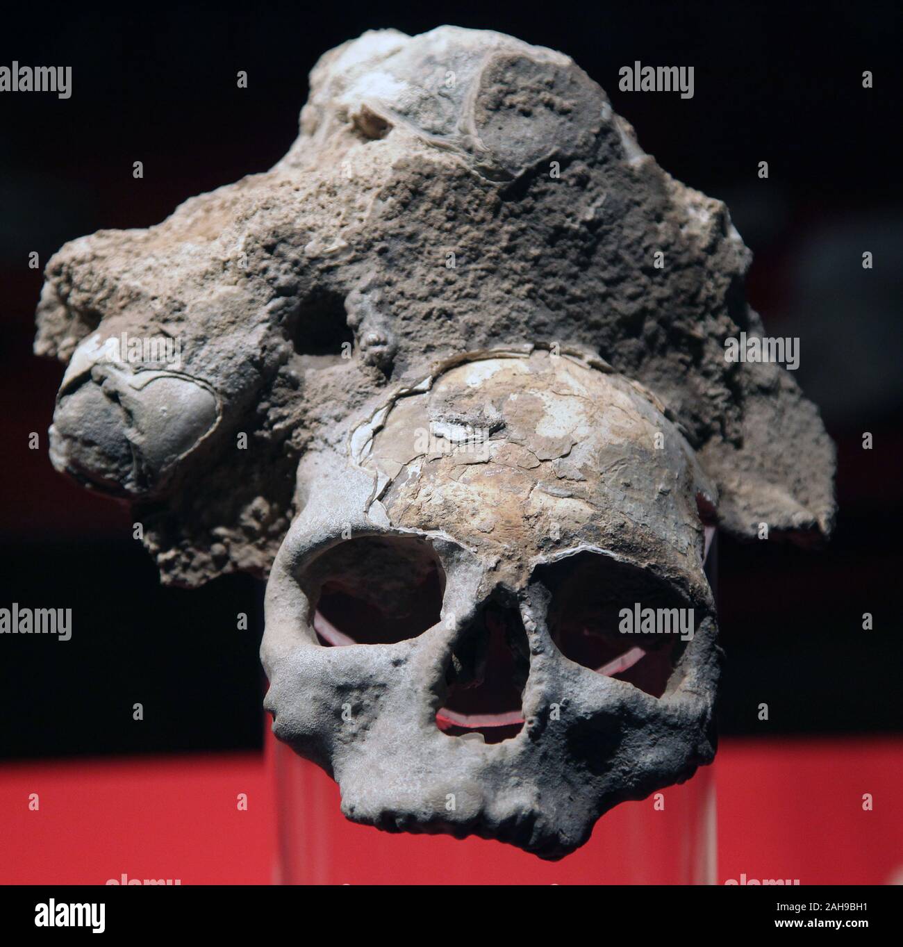 Reste anthropologique intitulée 'Napoléon' de th Grotte de Nerja Nerja.dans le sud de l'Espagne Andalousie.Province de Malaga Banque D'Images