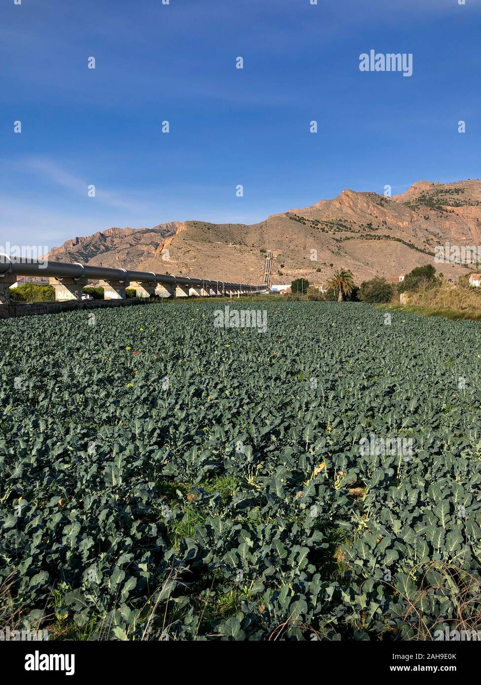 Champ de brocoli avec des montagnes dans le paysage en arrière-plan avec les tubes d'eau ligne de l'Tagus-Segura le transfert d'eau est l'une des plus grandes oeuvres Banque D'Images