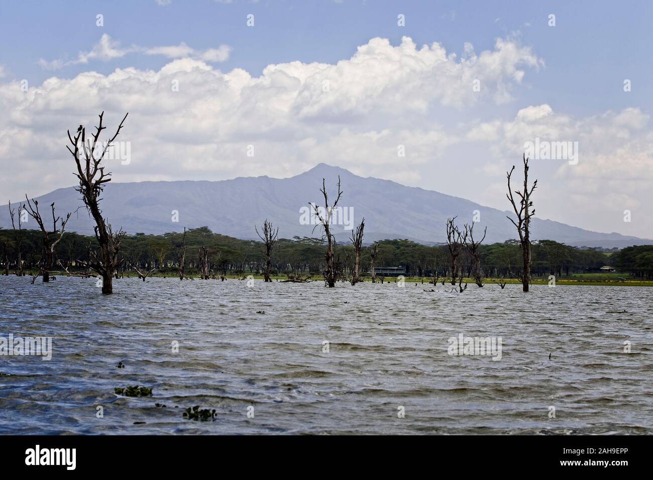 Le lac Naivasha avec le volcan, le Mont Longonot au loin, au Kenya. Banque D'Images