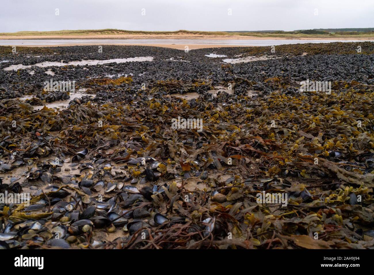 Paysage de la moulières à Loch Fleet Sutherland Ecosse UK Banque D'Images