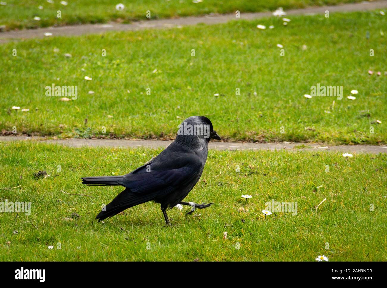 Un Western Jackdaw marcher et d'écoute pour les insectes sur une plaine d'herbe verte dans un parc à Malmö, en Suède au printemps Banque D'Images