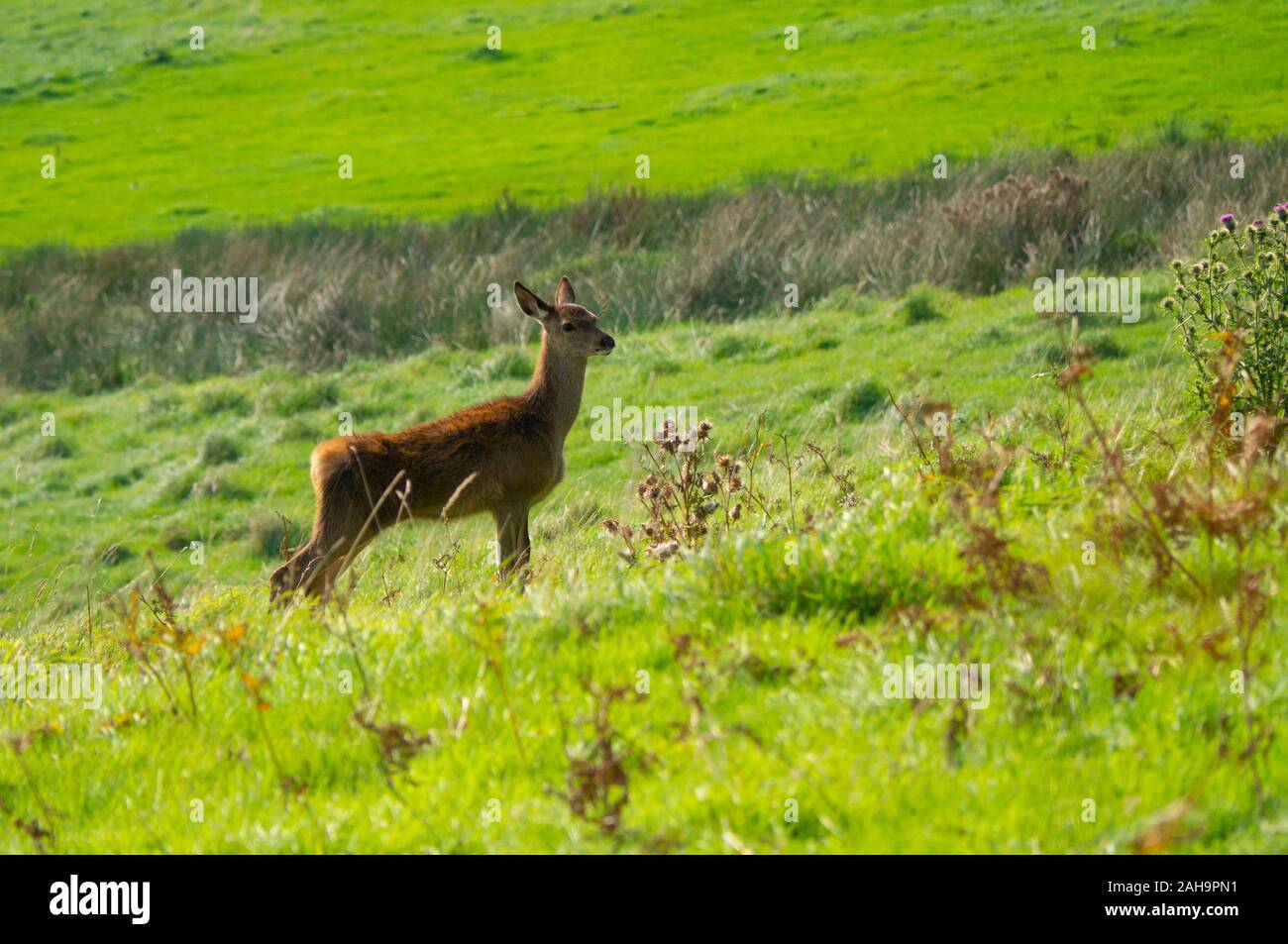 Red Deer (Cervus elaphus hind ) dans les Highlands d'Ecosse Sutherland UK Banque D'Images