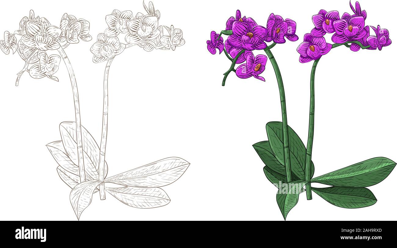 Orchidée Phalaenopsis mauve. Colorés et contours et croquis Illustration de Vecteur