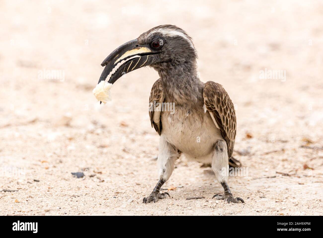 Close up of an African grey hornbill (Lophoceros nasutus) manger un morceau de pain sur le sol, la Namibie, l'Afrique Banque D'Images