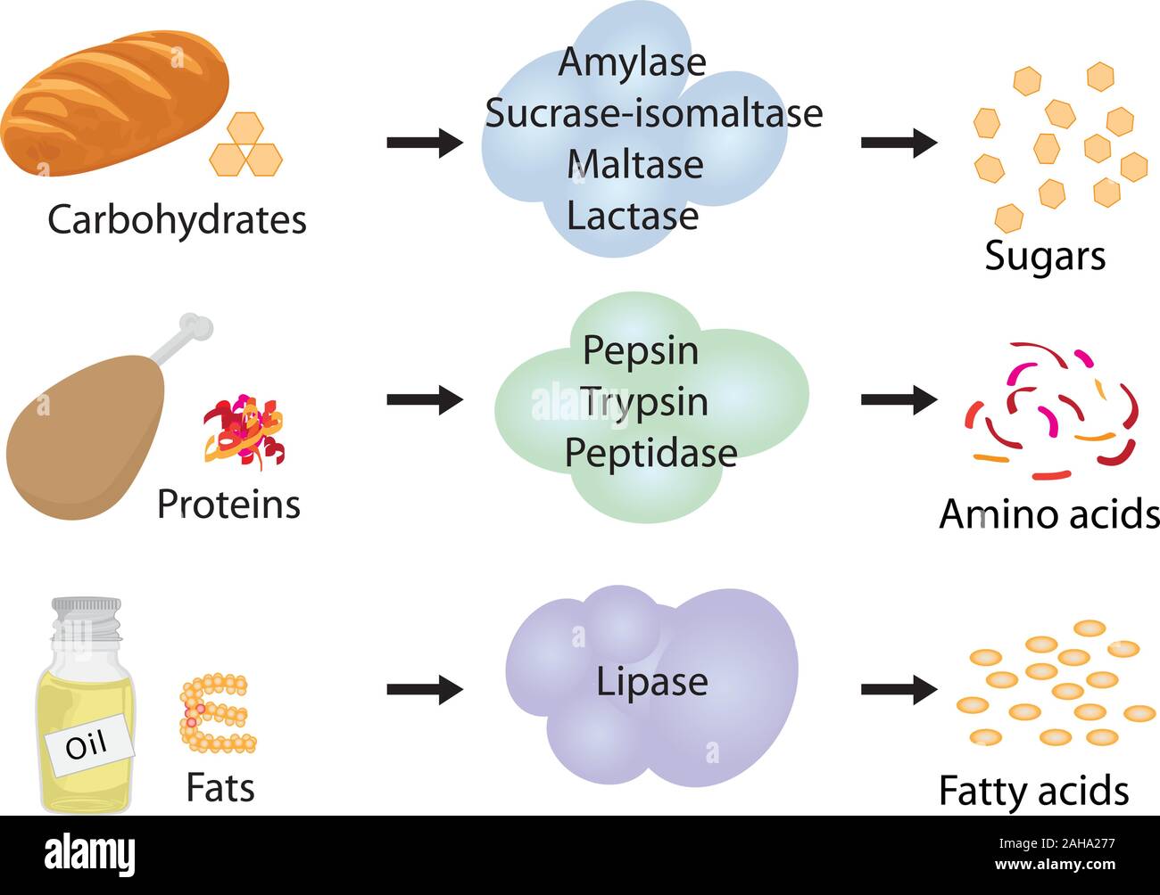 Comment le travail des enzymes. La Fermentation et la digestion de la nourriture Illustration de Vecteur