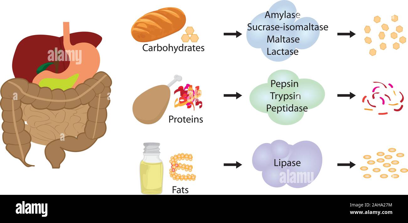 Le freinage d'Enzymes les aliments en nutriments. Les systèmes digestifs des infographies illustration vecteur de travail Illustration de Vecteur