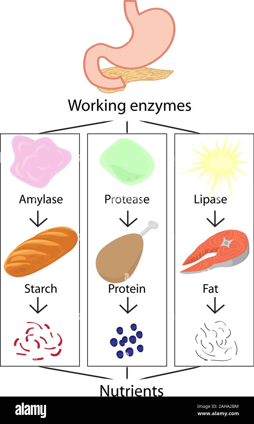 Travaux d'enzymes de la conversion des aliments en nutriments digérés vector illustration infographie Illustration de Vecteur