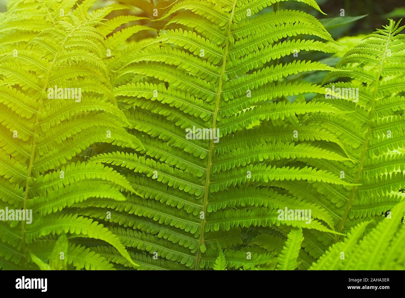 L'été vert thicket fougère dans l'arrière-plan de forêt jungle Banque D'Images