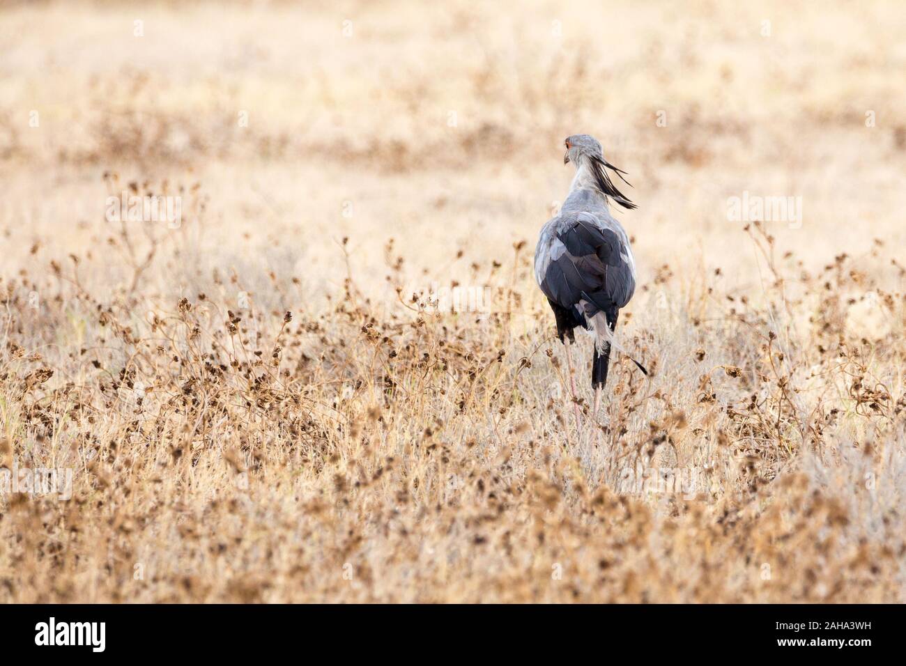 Secretarybird (Sagittarius serpentarius) marche à travers les prairies, la Namibie Banque D'Images