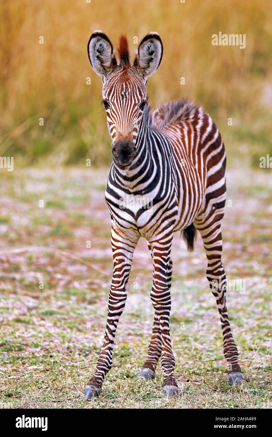 Jeune zèbre Des Plaines, le parc national de South Luangwa, en Zambie, (Equus quagga) Banque D'Images