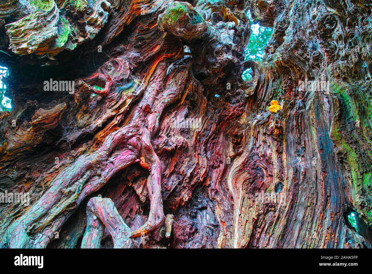 Creux dans le tronc de l'arbre d'if remarquable dans beaucoup de couleurs du bois, en Yvignac, Bretagne, France Banque D'Images