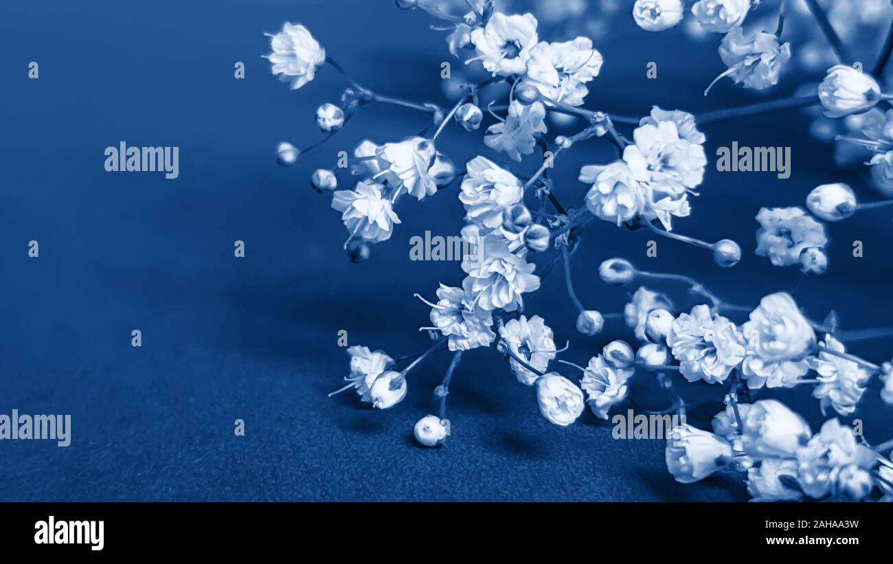Petites fleurs blanches en tons de gypsophile trendy classique bleu - couleur de l'année 2020 concept. Modèle de carte de vœux. Floral background festive wi Banque D'Images