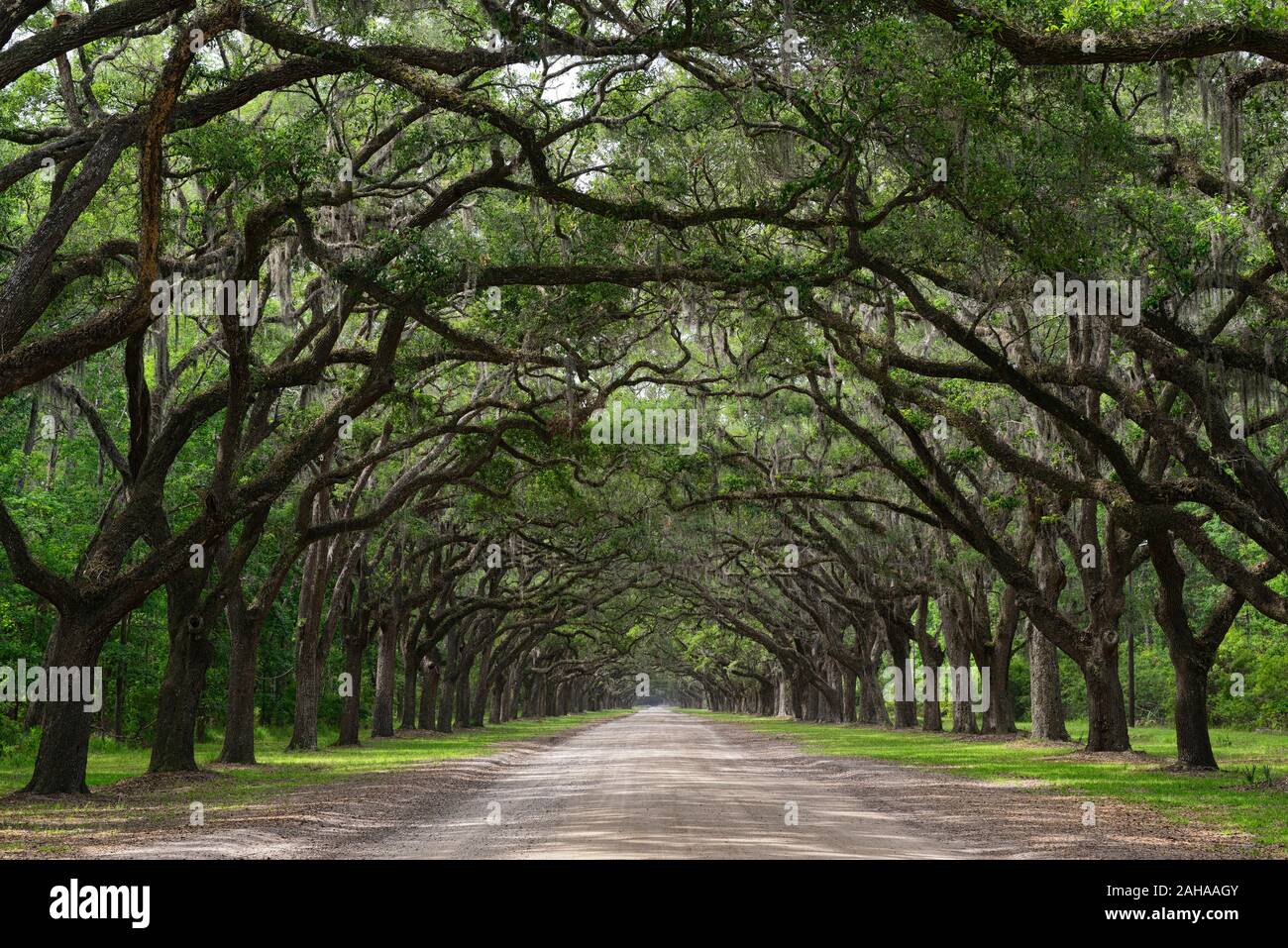 Double ligne de Live Oaks,Quercus virginiana,mousse espagnole,Tilandsia useneoides,moss-hung oaks,Oak tree lined road,Plantation Wormsloe historique,savannah Banque D'Images