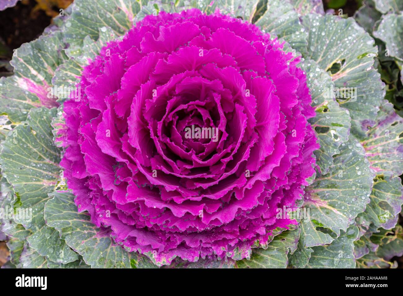 Libre d'ornement violet chou (Brassica oleracea) Banque D'Images