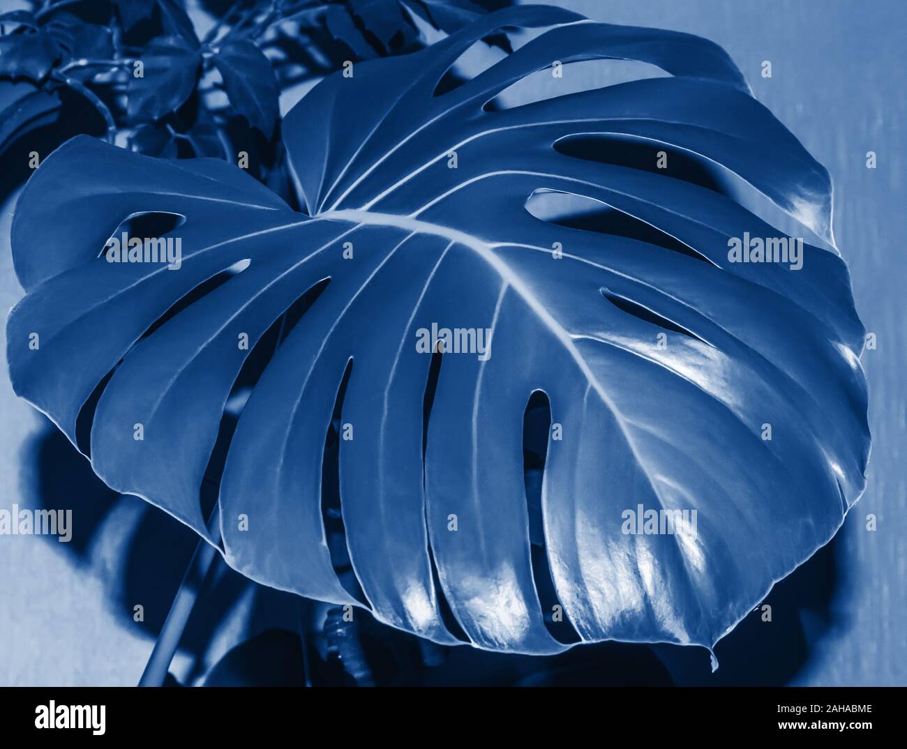 Close-up de grande feuille de monstera dans ton quartier branché classique bleu - couleur de l'année 2020. Scène avec une seule feuille. Élément de design et concept Tropical. Banque D'Images