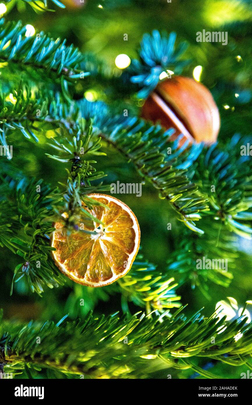 Plastique de décorations de Noël, les clémentines séchées sur un arbre de Noël Banque D'Images