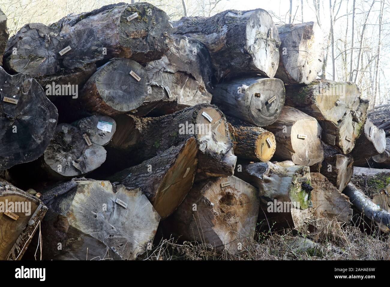 14.04.2017, Hovmantorp, Kronobergs laen, Suède - les troncs des arbres de la société forestière Soedra sont prêts pour la collecte. 00S170414D061CAROEX.JPG [MODEL Banque D'Images