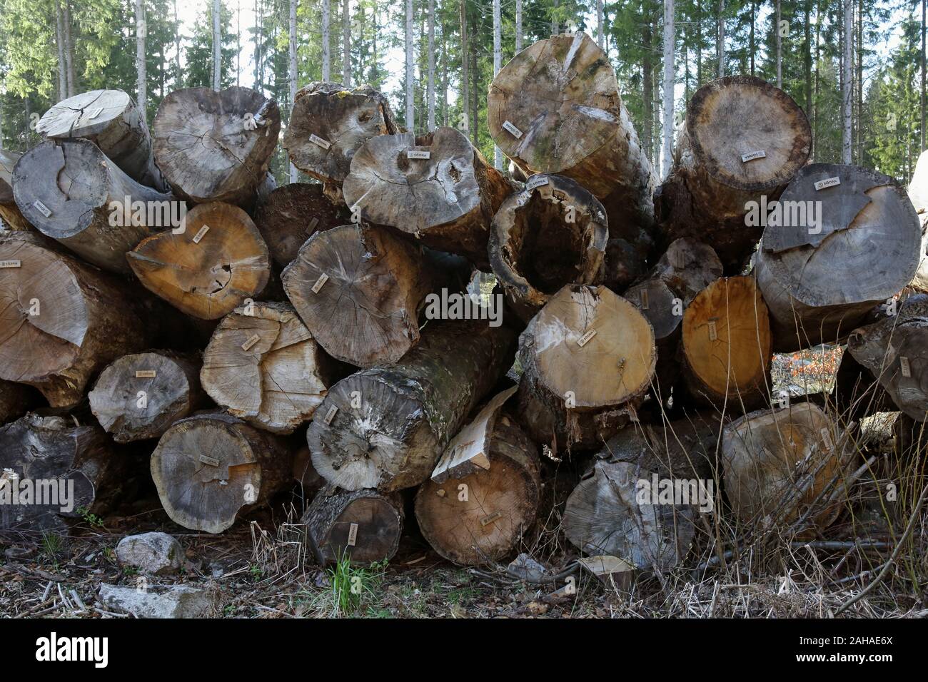 14.04.2017, Hovmantorp, Kronobergs laen, Suède - les troncs des arbres de la société forestière Soedra sont prêts pour la collecte. 00S170414D060CAROEX.JPG [MODE Banque D'Images