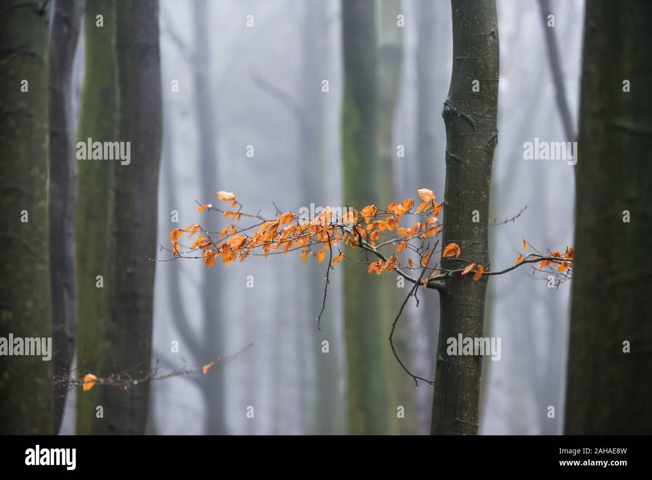 Foggy brumeux sur scène Woodlands un froid matin de décembre. Banque D'Images
