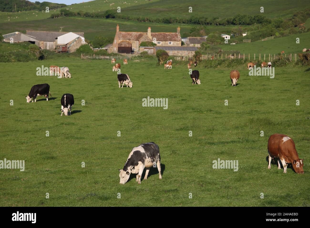 26.05.2017, Ventnor, île de Wight, Grande-Bretagne - les vaches qui paissent dans un pâturage. 00S170526D083CAROEX.JPG [communiqué de modèle : sans objet, la propriété RELEAS Banque D'Images