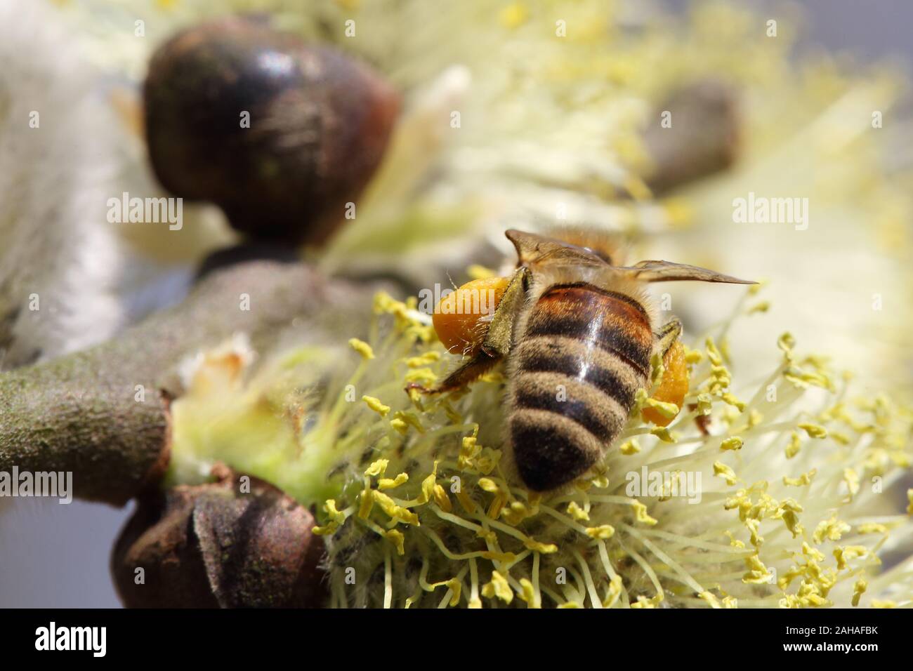 08.04.2018, Briescht, Brandebourg, Allemagne - abeille européenne est la collecte de nectar de fleurs un chaton de saule sur l'arbre de saule. 00S180408D202LOCATION Banque D'Images