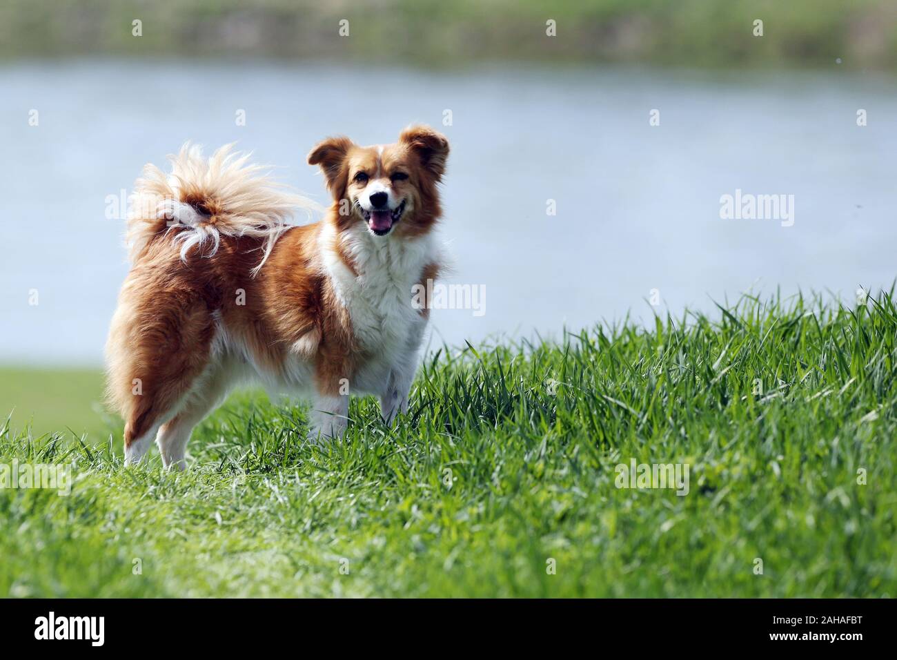 15.04.2018, Graditz, Saxe, Allemagne - chien est attentivement sur un pré. 00S180415D210CAROEX.JPG [communiqué de modèle : NON APPLICABLE, DES BIENS : N Banque D'Images