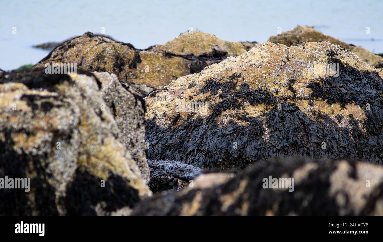 À marée basse, la mousse d'algues et les balanes sont exposés au-dessus de la surface de l'eau. Banque D'Images