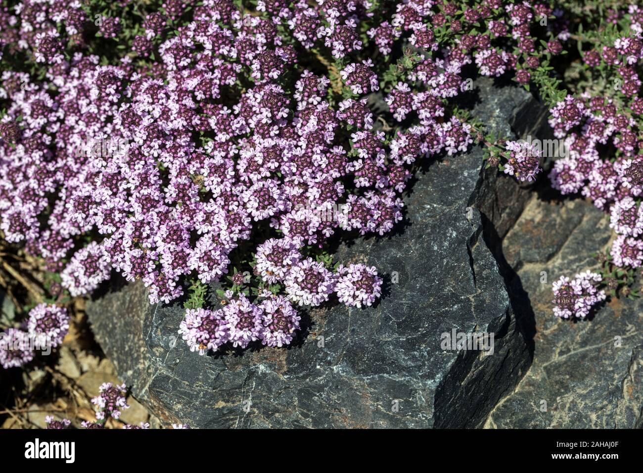 Thyme turc Thymus leucotrichus jardin de Rockery, plante poussant dans la roche Banque D'Images