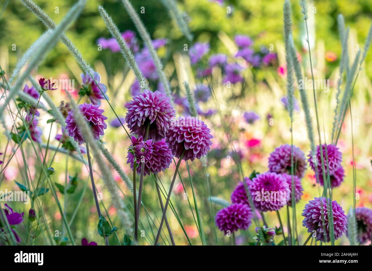 Arrangement d'été coloré de violet pompon de dahlias et d'ornement blanc blanc 'Lancer' pennisetum macrourum (herbe) Banque D'Images