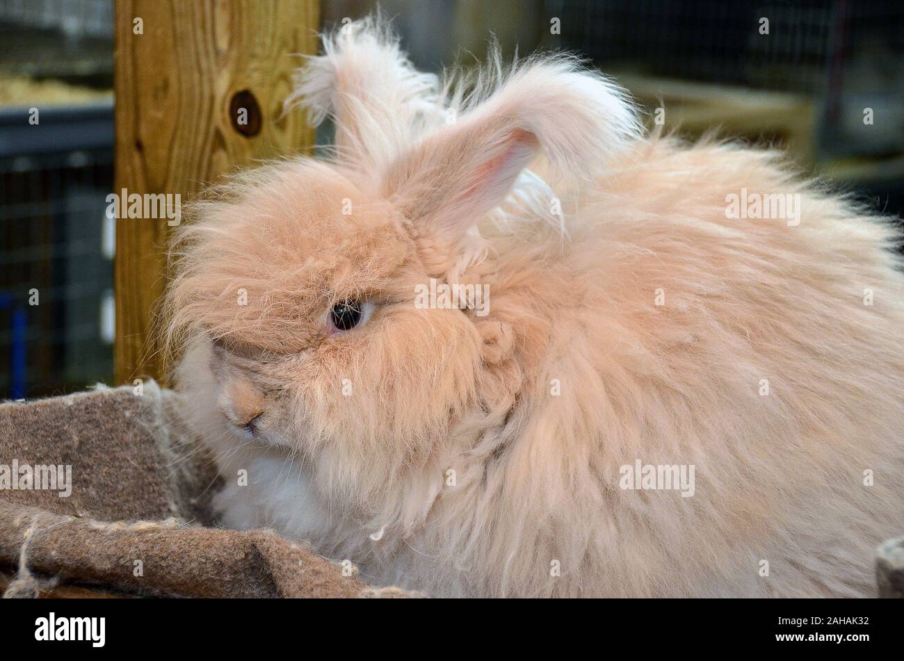 Close up of blonde lapin angora in barn Banque D'Images