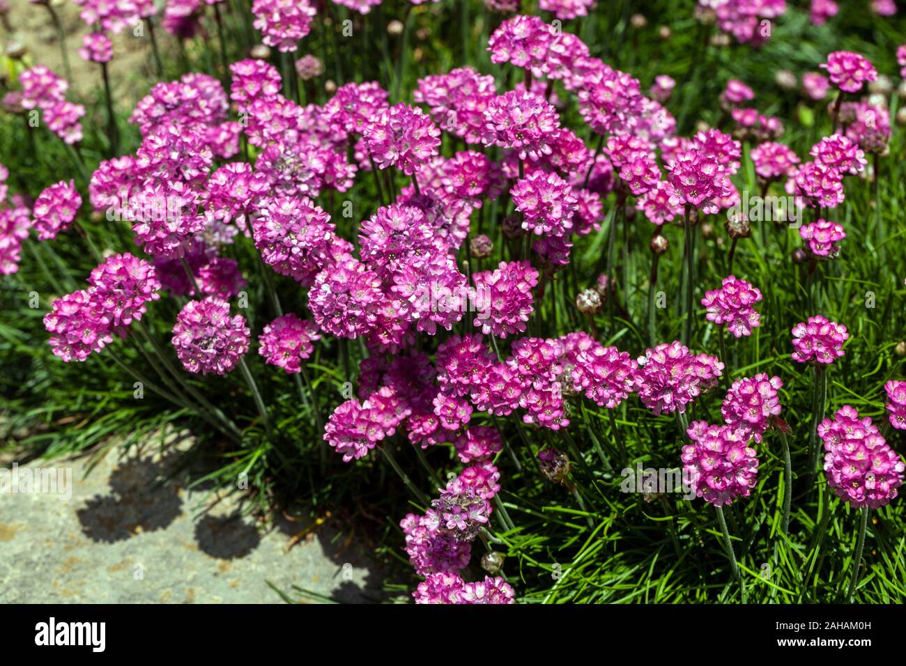 Une sea Thrift Armeria maritima fleurs Banque D'Images