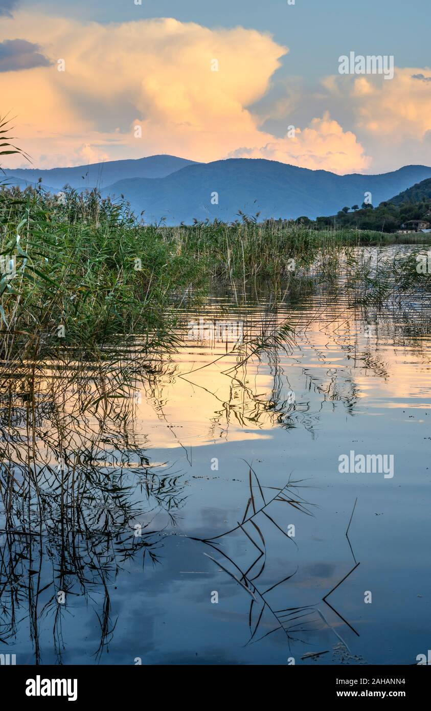 La recherche à travers les roselières au Mikri Prespa Lake au coucher du soleil, la Macédoine, la Grèce du Nord. Banque D'Images