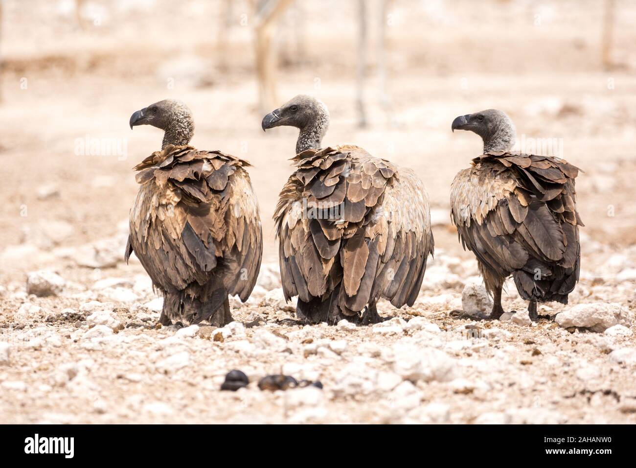 Trois vautours à dos blanc (Gyps africanus) standing in a row sur un sol aride, pierreux, Namibie Banque D'Images