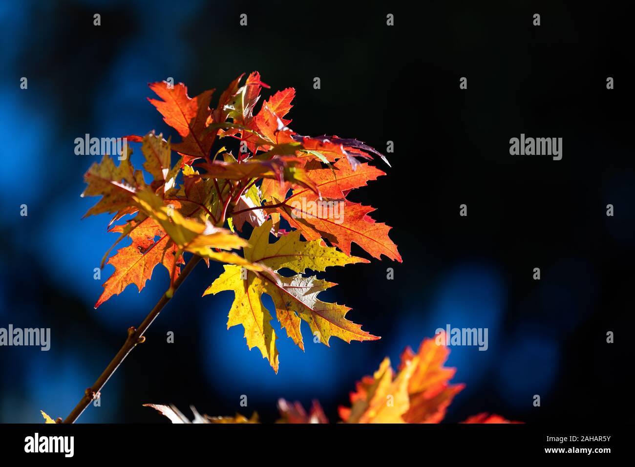 Arrière-plan de feuilles d'automne dans la région de Flagstaff, Arizona Banque D'Images