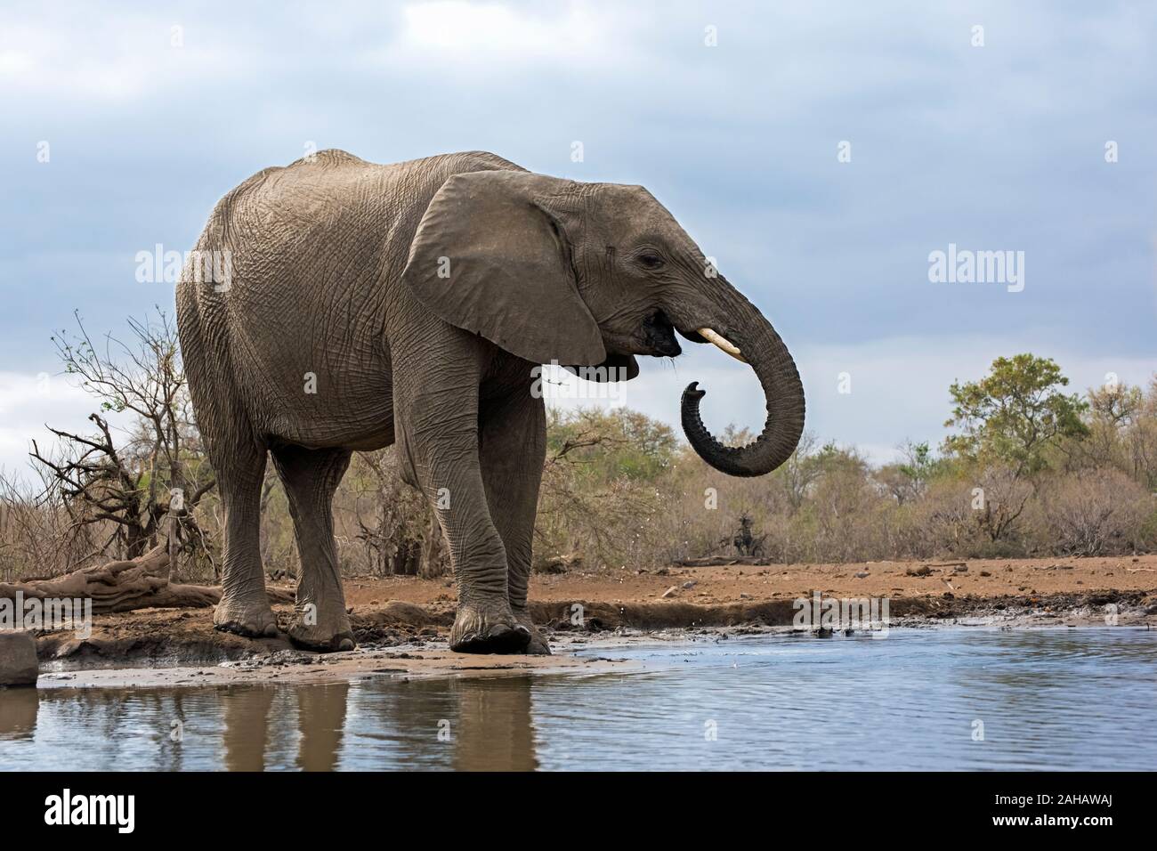 Point d'eau potable à l'éléphant au Botswana, l'Afrique Banque D'Images