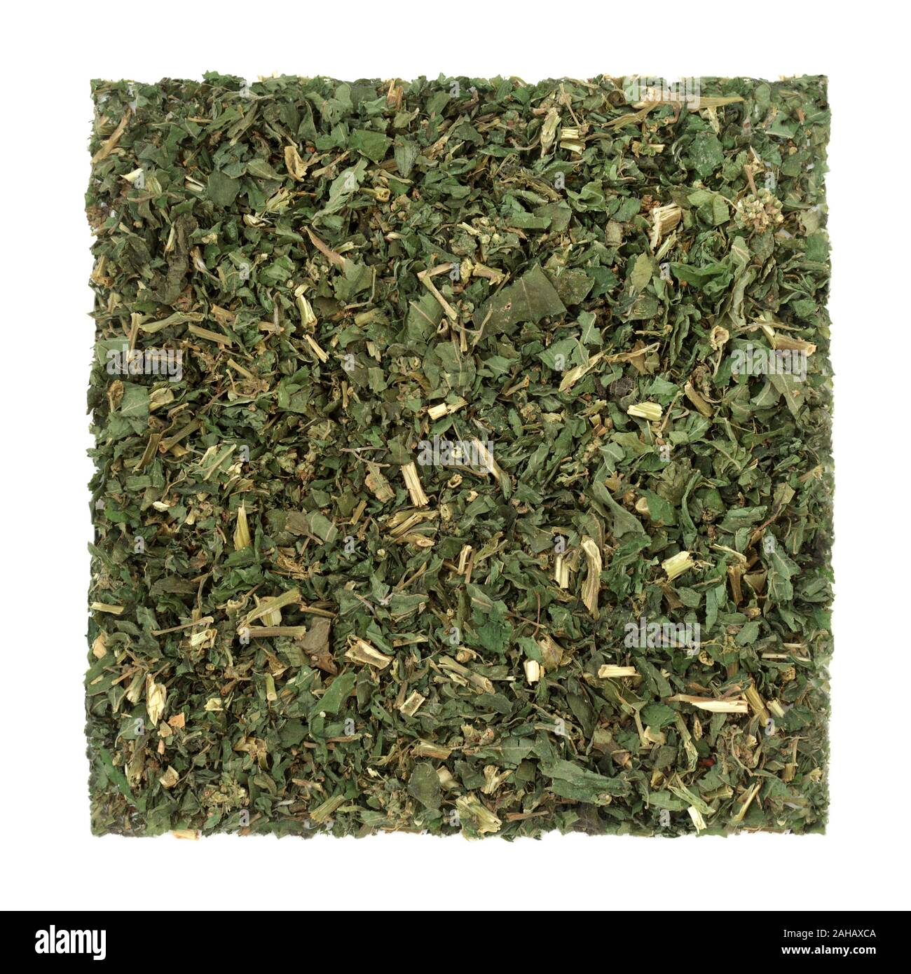 Pellitory du mur feuille d'herbe utilisée en phytothérapie pour traiter les infections des voies urinaires, des reins et de la douleur des pierres, de la rétention et de la constipation. Banque D'Images