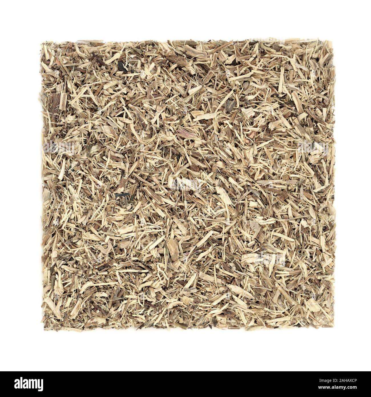 La racine d'ortie herbe utilisée en phytothérapie pour traiter l'arthrite, la perte de cheveux, les calculs rénaux, infections des voies urinaires et de l'inflammation & est un diurétique. Banque D'Images