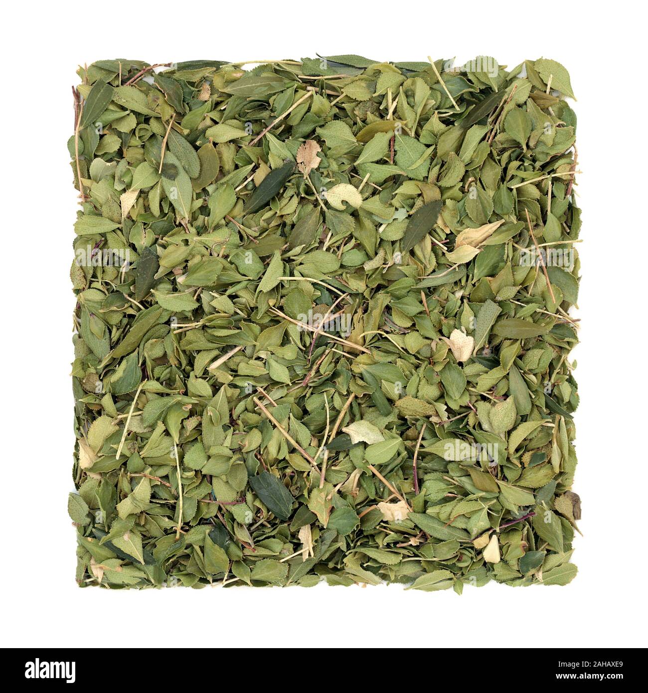 Feuille d'herbe Buchu Utilisé en phytothérapie pour traiter l'inflammation, cistitis, uretritis, des reins et des voies urinaires, et utilisée comme diurétique. Banque D'Images