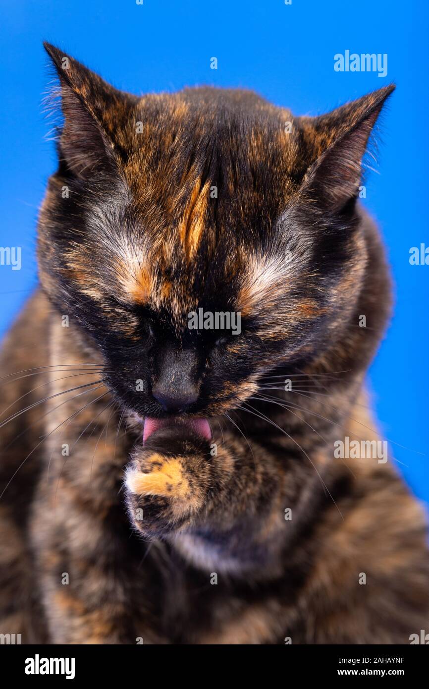 Chat tortoiseshell noir et rouge sur fond bleu Banque D'Images