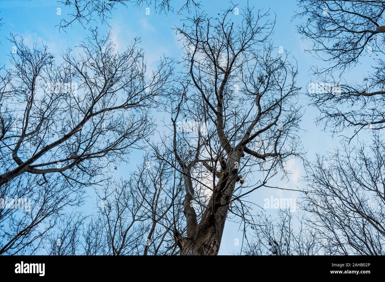 Sycomore sans feuilles en hiver Banque D'Images