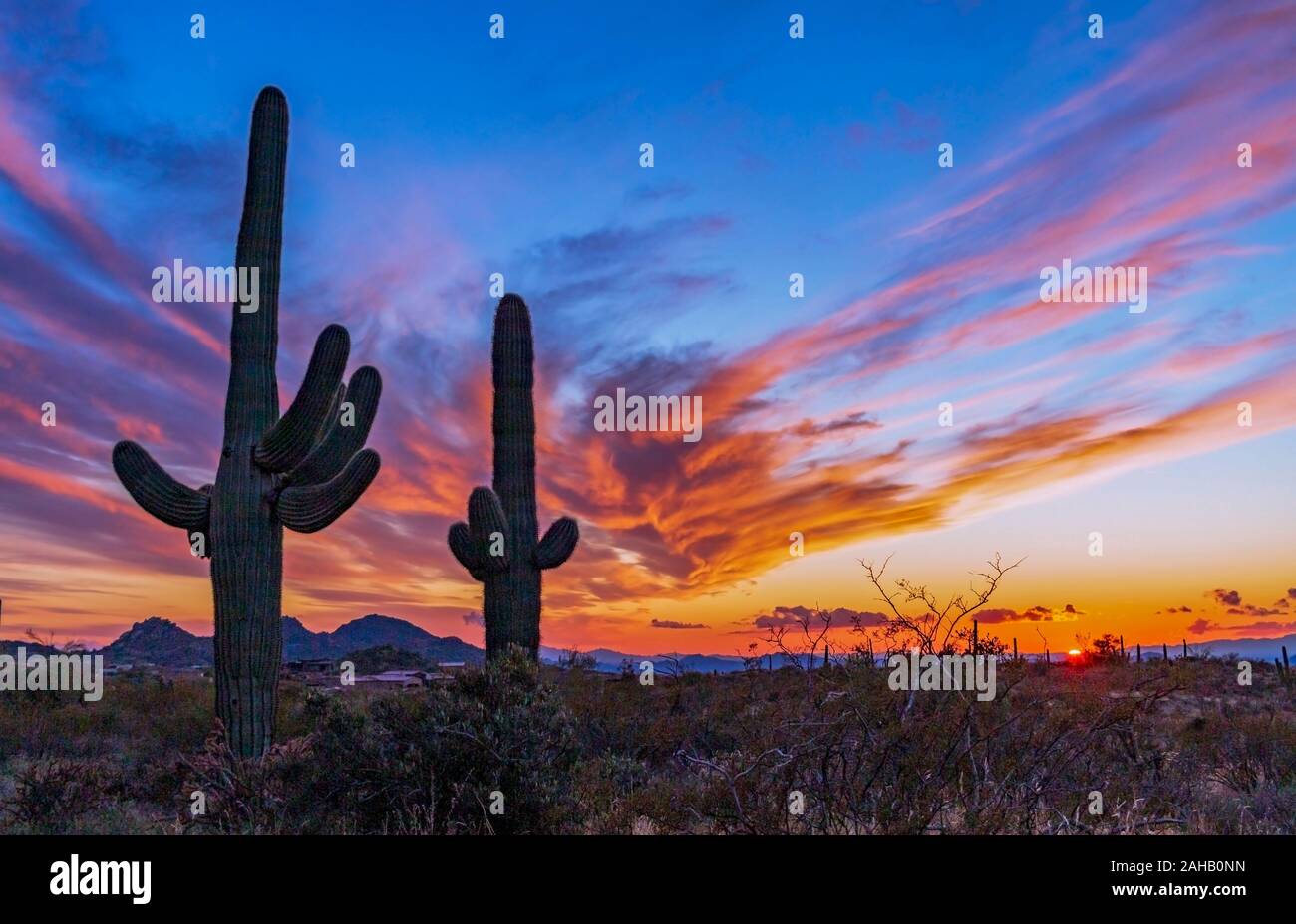 Colorés et dynamiques avec Arizona Sunset 2 Saguaro Cactus près de Phoenix et Scottsdale Banque D'Images