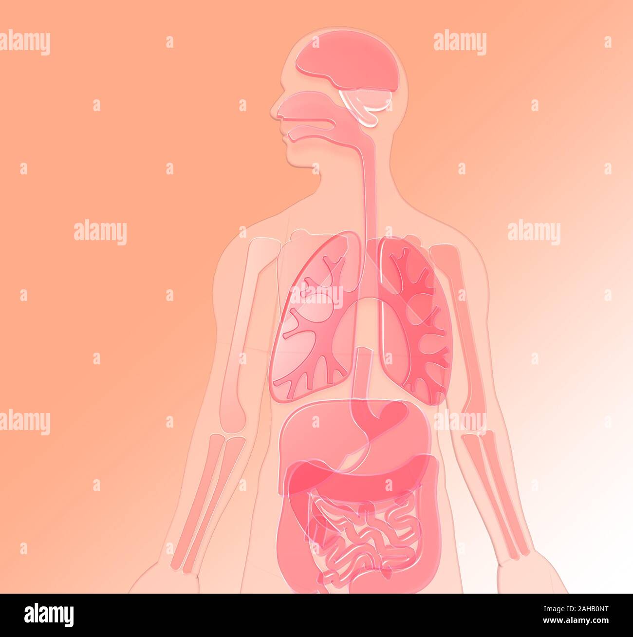 Illustration 3D d'anatomie humaine faite de rose-rouge en plastique semi-transparent, les poumons, le cerveau, les reins, l'estomac, les os, le foie, l'intestin. Background. Banque D'Images