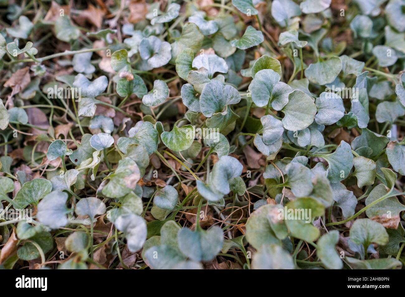 vue-rapproch-e-de-dichondra-silver-falls-dichondra-argentea-feuilles