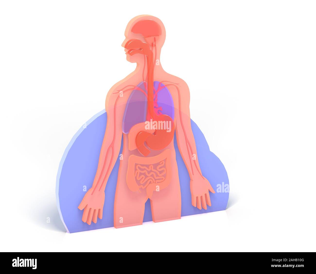 3D illustration de l'illustration anatomie du corps humain montrant les organes internes. Sur le terrain avec un fond blanc et l'ombre. Banque D'Images