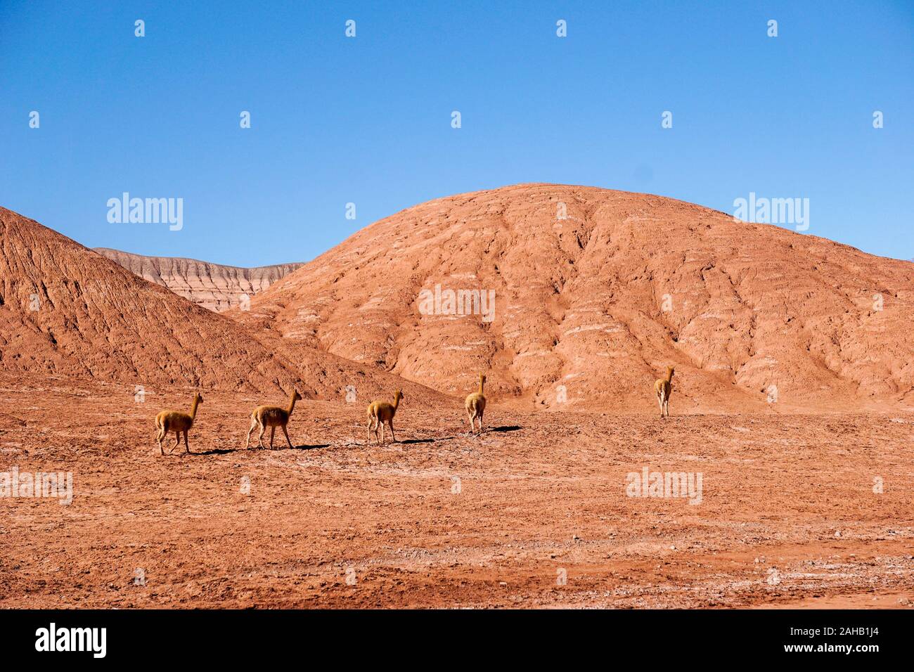 Un troupeau de vigognes traversent les collines rouges du désert de Laberinto, Labyrinthe ou désert, à Tolar Grande en haute altitude puna altiplano désert près de Salta en Argentine Banque D'Images