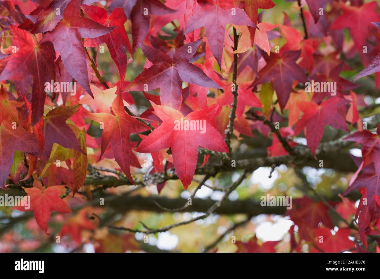 Liquidambar styraciflua 'Lane Roberts' feuilles à l'automne. Banque D'Images