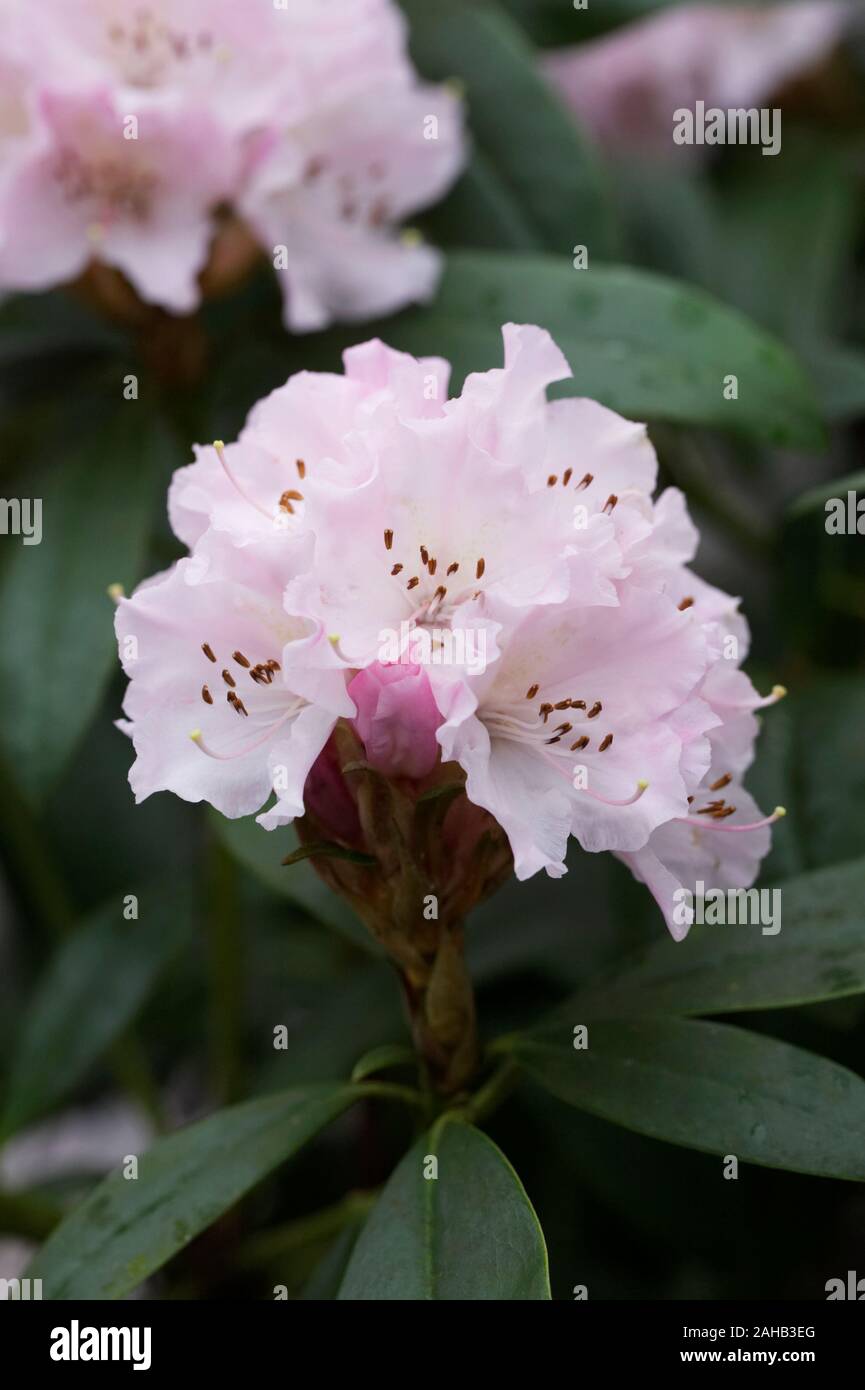 Rhododendron 'Christmas Cheer' fleur. Banque D'Images