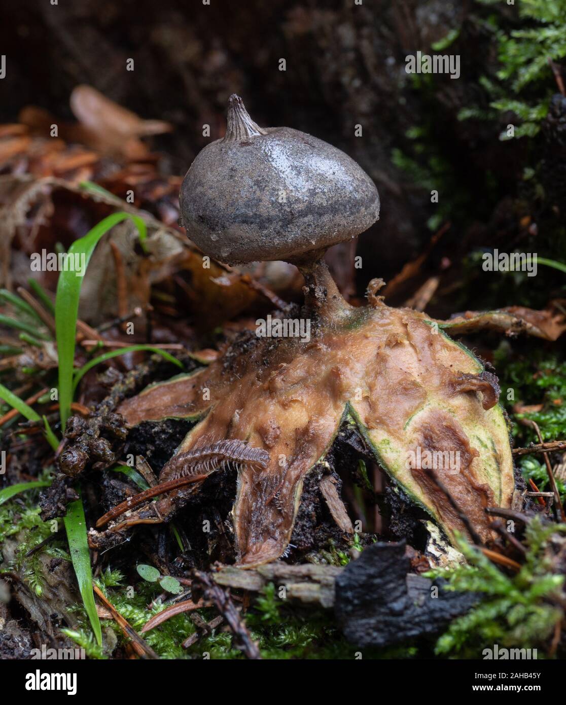 Béret (Sowerby) earthstar champignon (Geastrum pectinatum) dans Görvälns naturreservat, Järfälla, Suède Banque D'Images
